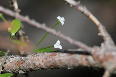 Hydrogalium claytonii, photographed by Quinten Wiegersma