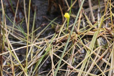 Utricularia intermedia, photographed by Quinten Wiegersma