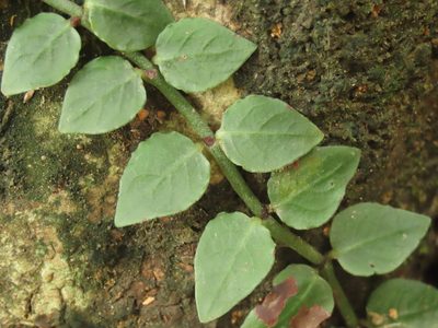 Psychotria serpens, photographed by chiuluan