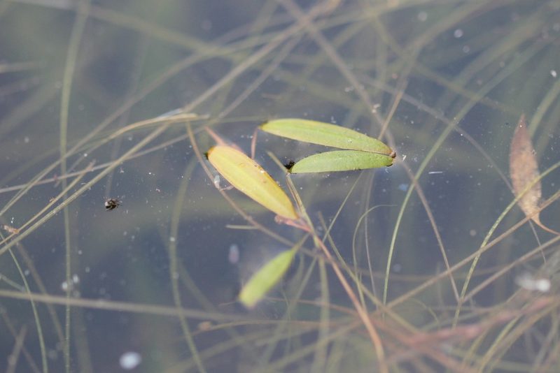 Potamogeton bicupulatus, photographed by Quinten Wiegersma