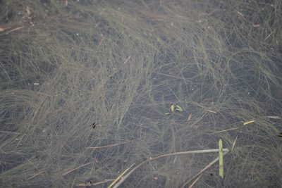 Potamogeton bicupulatus, photographed by Quinten Wiegersma