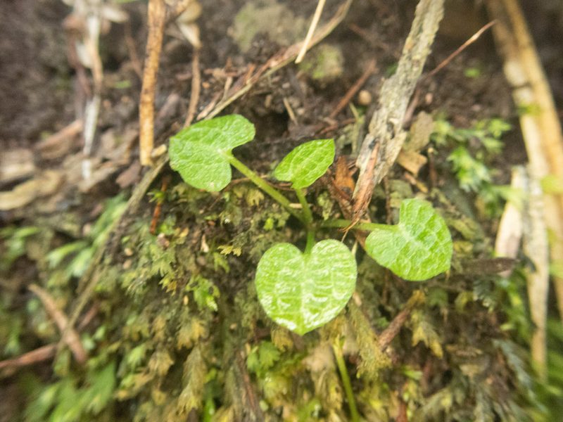Pterostylis trullifolia, photographed by M Rutherford