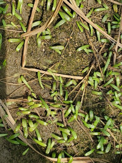 Lilaeopsis chinensis, photographed by Tom Field