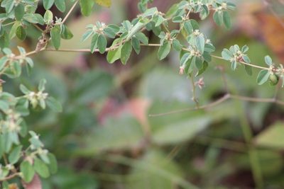 Croton monanthogynus, photographed by Clay