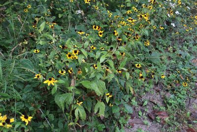 Rudbeckia triloba, photographed by Jacob Friend