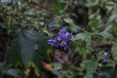 Campanula americana