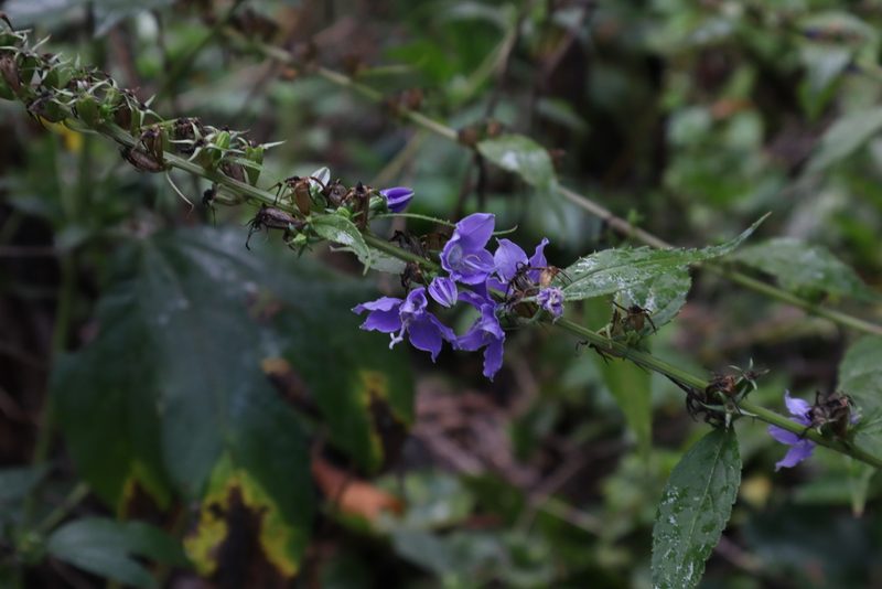 Campanula americana, photographed by Jacob Friend