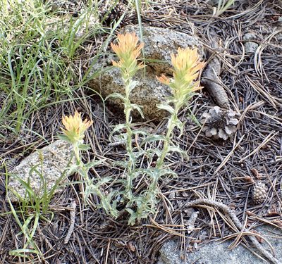 Castilleja applegatei, photographed by John Brew