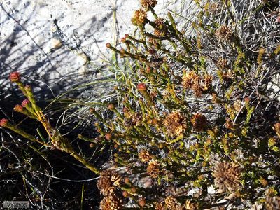 Agathosma foleyana, photographed by Chris Vynbos