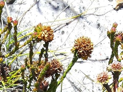 Agathosma foleyana, photographed by Chris Vynbos