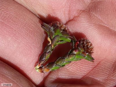 Agathosma foleyana, photographed by Chris Vynbos
