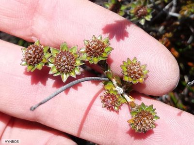Agathosma foleyana, photographed by Chris Vynbos