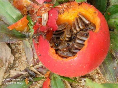 Trichosanthes scabra, photographed by Ong Jyh Seng