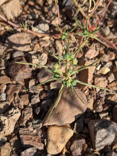 Euphorbia exstipulata, photographed by Dominic Gentilcore
