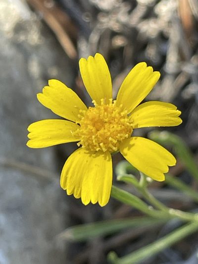 Tetraneuris ivesiana, photographed by Bobby McCabe