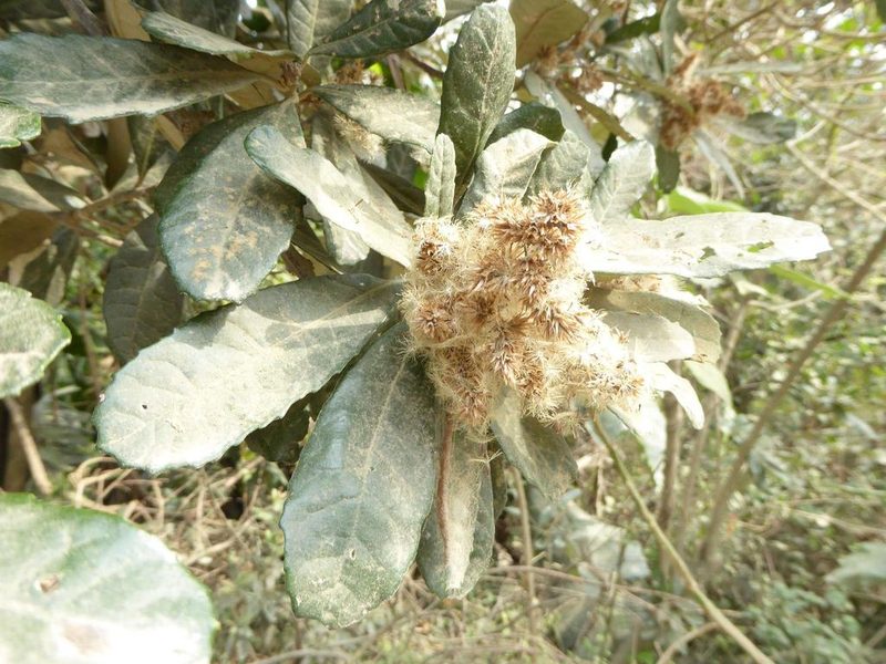 Brachylaena uniflora, photographed by Andrew Hankey