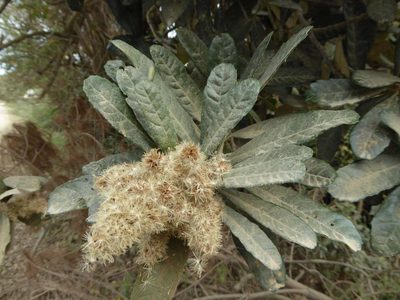 Brachylaena uniflora, photographed by Andrew Hankey