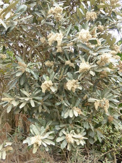 Brachylaena uniflora, photographed by Andrew Hankey