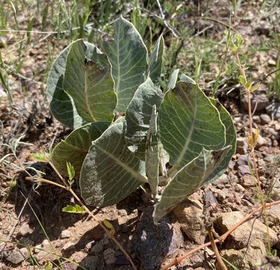 Asclepias nummularia, photographed by Daniel McNair