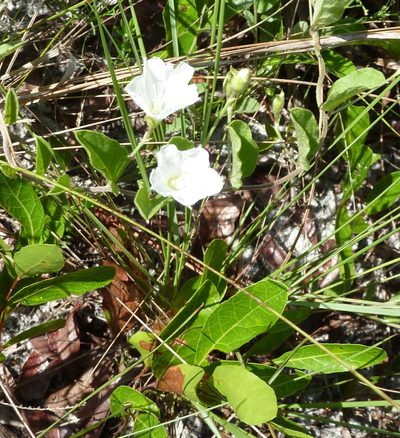 Stylisma villosa, photographed by Stan Shebs