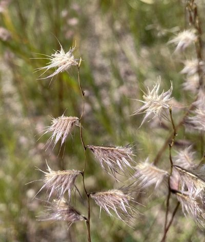 Bouteloua chondrosioides, photographed by Daniel McNair