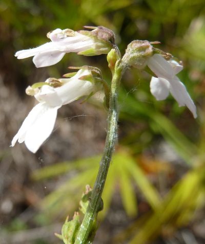 Lobelia paludosa, photographed by Stan Shebs