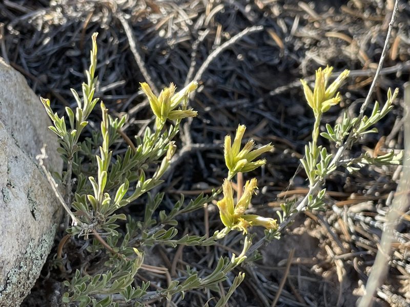 Chrysothamnus depressus, photographed by Bobby McCabe