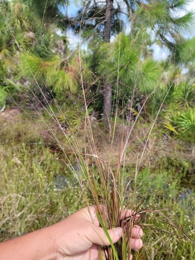 Eragrostis elliottii, photographed by Jay Horn