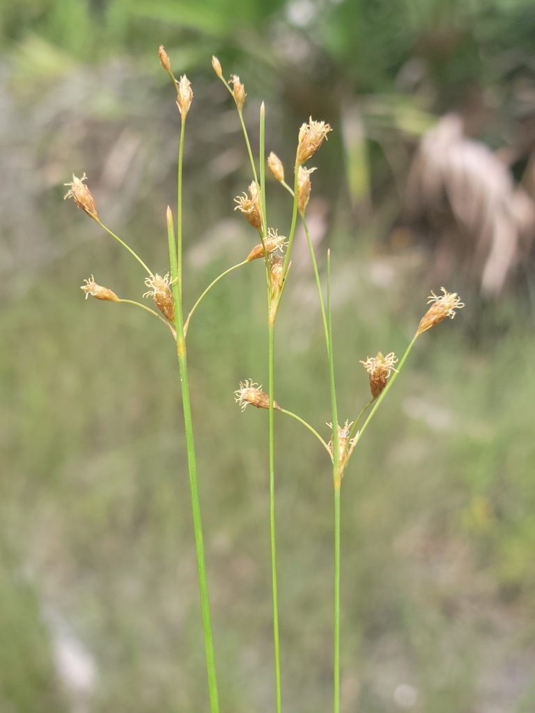 Fimbristylis caroliniana, photographed by Jay Horn