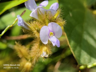 Calopogonium mucunoides, photographed by Ong Jyh Seng