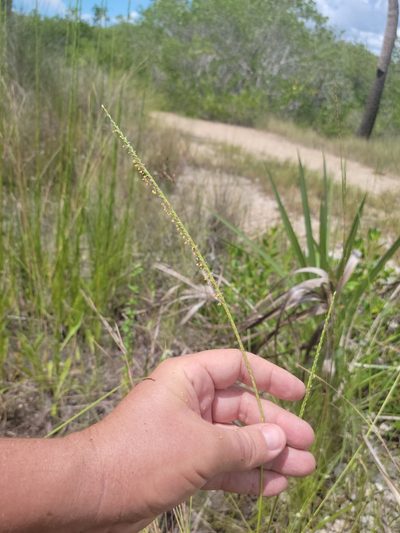 Paspalum monostachyum, photographed by Jay Horn