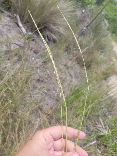 Paspalum monostachyum, photographed by Jay Horn