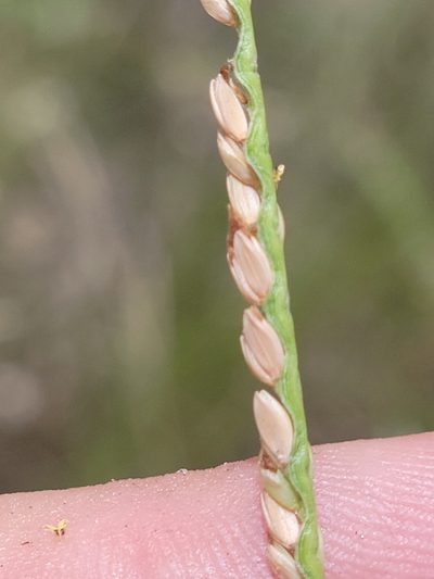 Paspalum monostachyum, photographed by Jay Horn
