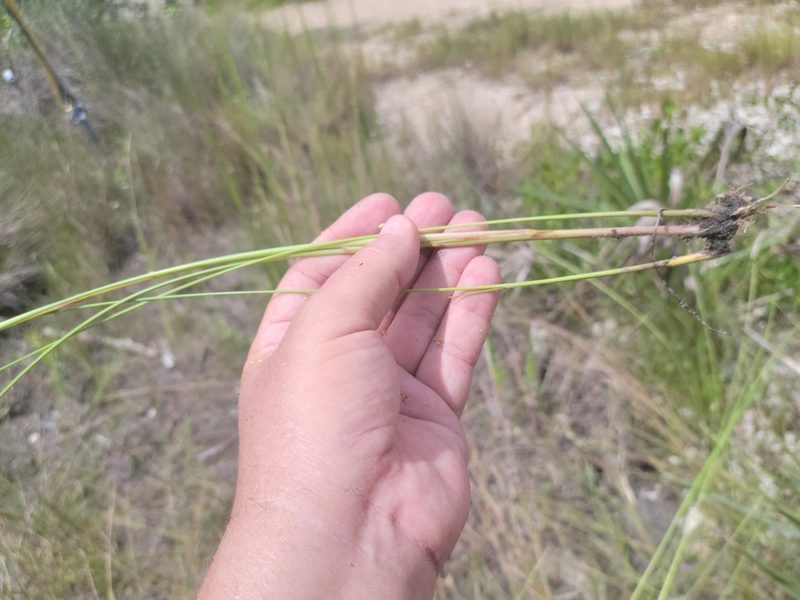 Paspalum monostachyum, photographed by Jay Horn