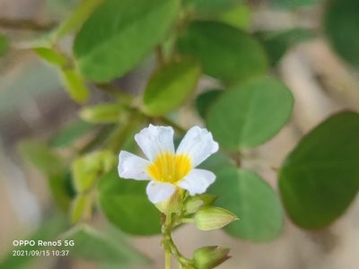 Oxalis barrelieri, photographed by Ong Jyh Seng