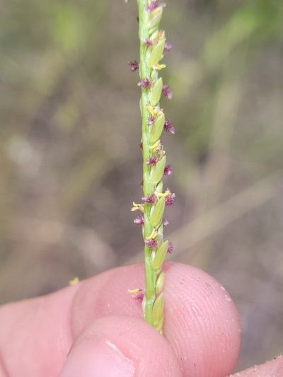 Paspalum monostachyum, photographed by Jay Horn