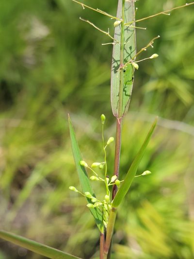 Dichanthelium webberianum, photographed by Jay Horn