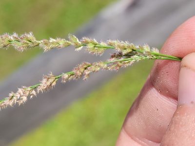 Eragrostis ciliaris, photographed by Jay Horn