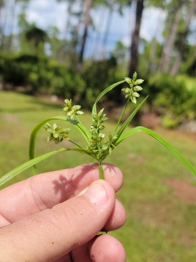 Cyperus hyalinus
