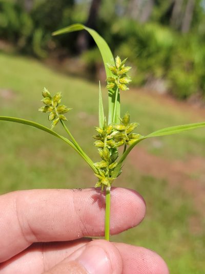 Cyperus hyalinus, photographed by Jay Horn