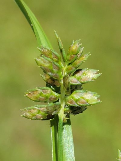 Cyperus hyalinus, photographed by Jay Horn