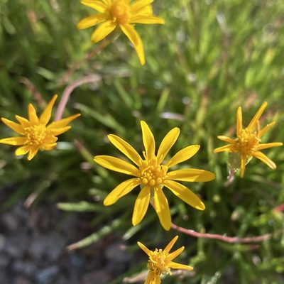 Pectis longipes, photographed by Daniel McNair