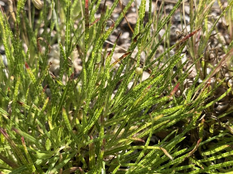Pectis longipes, photographed by Daniel McNair