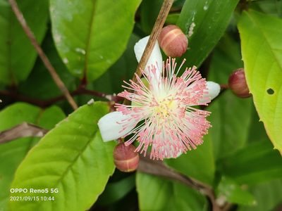 Tetracera indica, photographed by Ong Jyh Seng