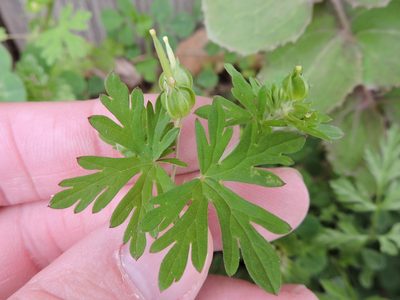Geranium texanum, photographed by Sam Kieschnick