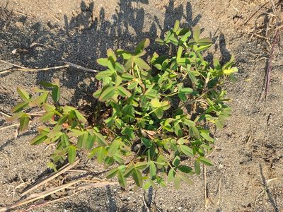 Trifolium wormskioldii, photographed by Dave Miller