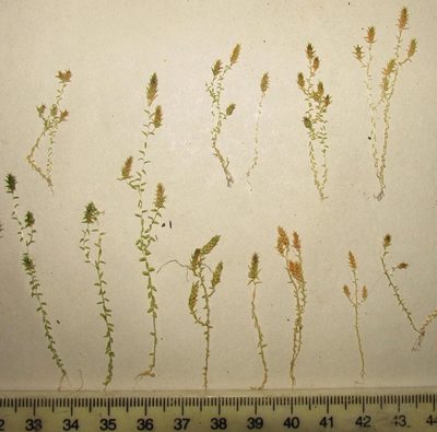 Selaginella pygmaea, photographed by douglaseustonbrown