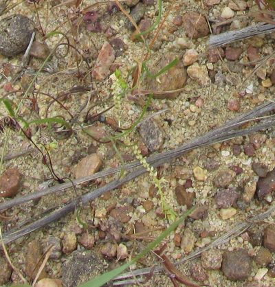 Selaginella pygmaea, photographed by douglaseustonbrown