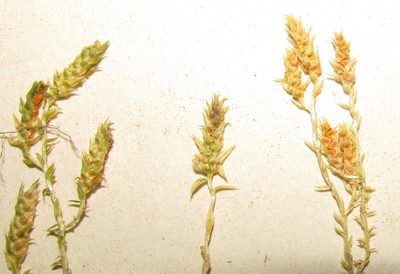 Selaginella pygmaea, photographed by douglaseustonbrown