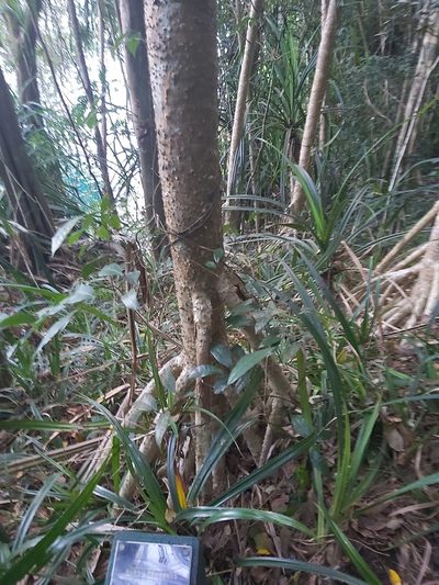 Pandanus gemmifer, photographed by Tim